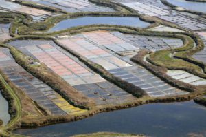 Une des salines de Gilles Hervy dans les marais salants de Guérande