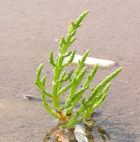 Les Salicornes bio des marais salants de Guérande en Bretagne