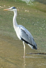 Le heron cendré des marais salants de Guérande