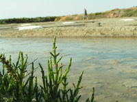 Les salicornes bio des marais salants de Guérande